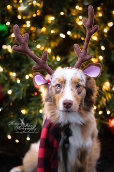 a dog with reindeer antlers on his head sitting in front of a christmas tree