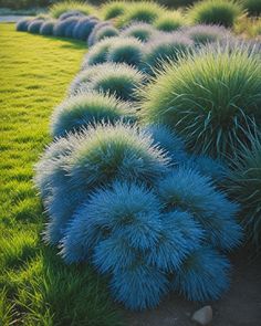 some very pretty blue plants in the grass