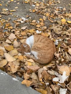 Ginger cat.Autumn leaves.Autumn vibes. Aesthetic Autumn Profile Picture, Nature Autumn Aesthetic, Soft Autumn Aesthetic, Cats In Autumn, Soft Cozy Aesthetic, Cat In Autumn, Aesthetic Autumn Leaves