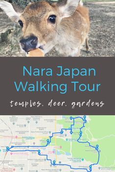 a deer is standing next to a map with the words nara japan day trip temples, deer gardens