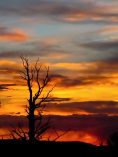 the silhouette of a tree against an orange and blue sky with clouds in the background