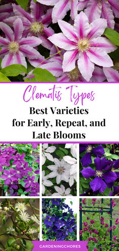 All In One Clematis Guide: Must Read Before You Plant! Types Of Clematis Plants, Clematis Landscaping Ideas, Clematis Colors, Clematis Trellis Ideas, Clematis Ideas, Driveway Wall, Clematis Plant, Growing Clematis, Garden List