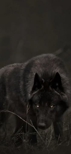 a black wolf is walking through the grass