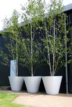 three large white planters with trees in them