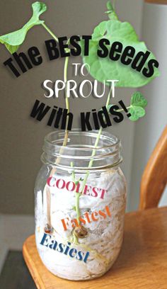 the best seeds to sprout with kids are in a mason jar on a chair