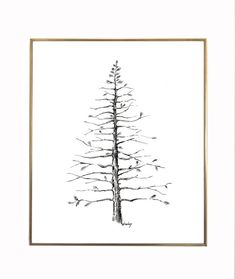 a black and white drawing of a pine tree in a gold frame on the wall