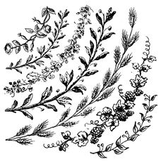 an old black and white drawing of some wildflowers on a tree branch, vintage line drawing or engraving illustration