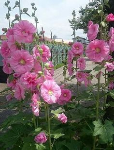 pink flowers are blooming in the garden