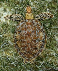 a painting of a turtle laying in the grass