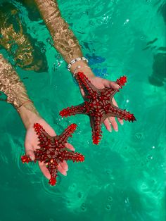 two people are holding red starfish in the blue water with their hands on them