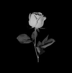 a black and white photo of a single rose