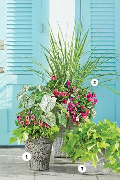 three potted plants sitting next to each other in front of a blue door with numbers on them