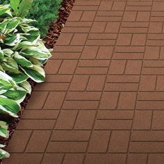 a brick walkway surrounded by plants and grass