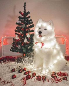 a white dog sitting in front of a christmas tree