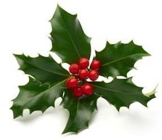 holly with red berries and green leaves on white background