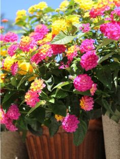 colorful flowers are growing in a pot outside