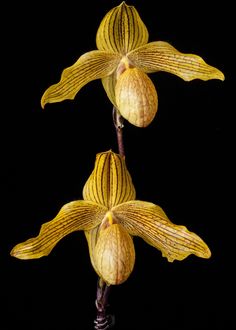 two yellow orchids on black background with one blooming and the other still open