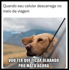 a dog looking out the window of a car, with caption that reads quando seu delular descarrega no mejo de mero da viagem