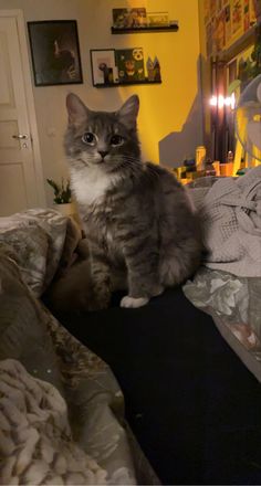 a cat sitting on top of a bed in a bedroom