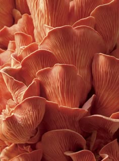 close up view of orange mushrooms growing on the ground