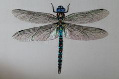 a blue and black dragonfly sitting on top of a white wall