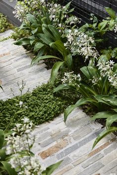 some white flowers and green plants in a garden