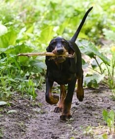 a black and brown dog carrying a stick in its mouth