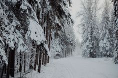 a snow covered road surrounded by tall trees