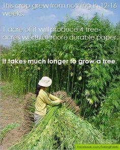 a woman in a straw hat is working on a bamboo plant with the caption, it takes much longer to grow a tree