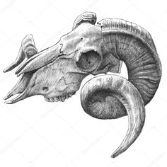 an animal's skull with horns and long tusks, drawn in pencil