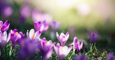 purple flowers are growing in the grass