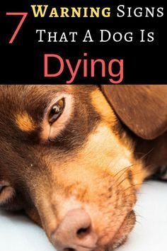 a brown dog laying on top of a white floor next to a red and black sign