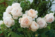 white flowers are blooming in the garden