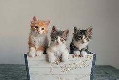 three kittens sitting on top of a wooden crate with the word milk painted on it