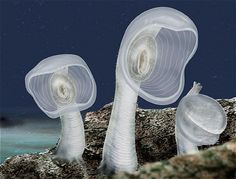 an image of three white mushrooms on the rocks by the ocean at night with stars in the sky