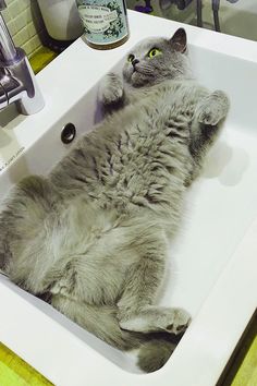 a gray cat laying in a white sink with its paws on the faucet