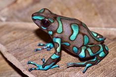 a green and blue frog sitting on top of a leaf