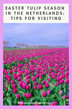 a field full of pink tulips with the words easter tulip season in the netherlands tips for visiting