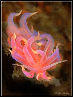 a pink and white sea anemone on a coral