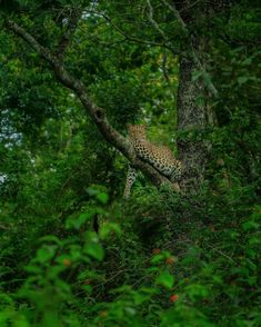 a leopard is climbing up a tree in the forest