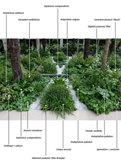 an image of a garden with plants and trees in the center, labeled on each side