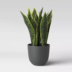 a green plant in a gray pot on a white background