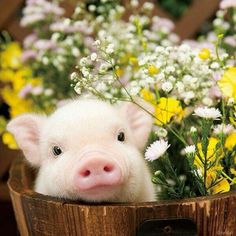 a small pig sitting in a wooden bucket with flowers around it's neck and looking at the camera