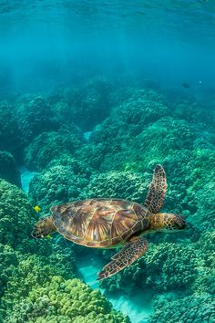 a turtle swims over coral reef in the ocean