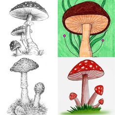 four different colored pictures of mushrooms and grass