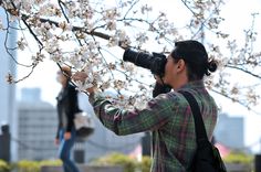 a woman taking pictures with her camera while standing next to a cherry blossom tree in the city