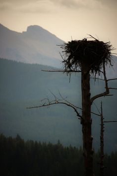 a bird's nest on top of a tree in front of mountains