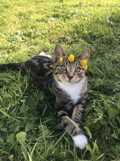 a cat laying in the grass with yellow flowers on it's head and eyes