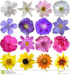 colorful flowers on white background stock photo - image 399782, flower