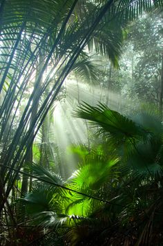 sunlight shining through the leaves of palm trees